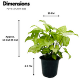 Syngonium White (Syngonium Podophyllum) - Live Plant (Home & Graden)