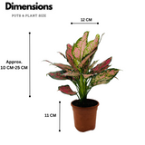 Aglaonema Red Valentine / Chinese Evergreen (Aglaonema commutatum)- Live Plant (Home & Garden)