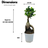 Bonsai Ficus (Grafted - Ficus retusa)- Live Plant in 10cm Pot (Home & Graden)