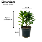 ZZ Plant Green (Zamioculcas zamiifolia) - Live Plant For Indoor (Home & Garden)