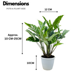 Calathea Freddie / Peacock Plant- Live Plant (Home & Graden)