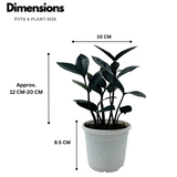 Zamioculcas Raven / Black ZZ Plant (Zamioculcas zamiifolia) - Live Plant For Indoor (Home & Garden)