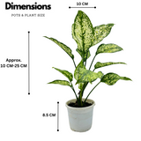 Aglaonema Snow White (Aglaonema Costatum)- Live Plant (Home & Garden)