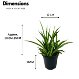 Sansevieria Sansiam Moto - Live Plant For Indoor (Home & Garden)
