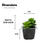 Echeveria Elegans Plant- Live Succulent Plant (Home & Garden)