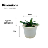 Aloe Black Gem (Alworthia 'Black Gem')- Live Succulent Plant (Home & Garden)