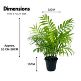 Chamaedorea Palm (Chamaedorea seifrizii) - Live Plant For Indoor (Home & Garden)