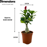 Adenium Plant | Desert Rose (Grafted, Any Color)- Live Plant (Home & Garden)