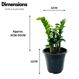 Zamioculcas zamiifolia ƒ??Zenziƒ?? Dwarf ZZ Plant- Live Plant in 5inch Pot (Home & Garden)