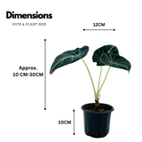 Alocasia Black Velvet- Live Plant (Home & Garden)