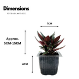 Peperomia Caperata- Live Plant (Home & Garden)