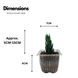 Zebra Haworthia Cone | Haworthia Attenuata - Live Plant (Home & Garden)