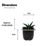 Gasteria Obliqua | Gasteria Bicolor Succulent Plant - Live Plant (Home & Garden)