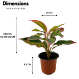 Aglaonema Red Lipstick (Aglaonema commutatum)- Live Plant (Home & Garden)