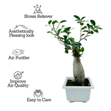 Bonsai Ficus (Grafted - Ficus retusa)- Live Plant in 17cm Pot (Home & Graden)