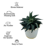 Haworthia Limifolia - Live Succulent Plant in 12cm Pot (Home & Garden)