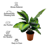Calathea Beauty Star - Live Plant (Home & Graden)