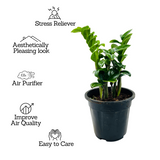 Zamioculcas zamiifolia ƒ??Zenziƒ?? Dwarf ZZ Plant- Live Plant in 5inch Pot (Home & Garden)