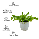 Asplenium Nidus Crissie Fern- Live Plant (Home & Garden)