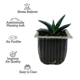 Gasteria Obliqua | Gasteria Bicolor Succulent Plant - Live Plant (Home & Garden)