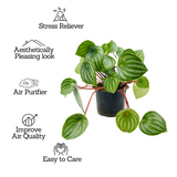 Watermelon Peperomia (Peperomia argyreia) - Live Plant For Indoor (Home & Garden)