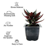 Peperomia Caperata- Live Plant (Home & Garden)