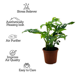 Monstera Adansonii | Broken Heart Plant- Live Plant (Home & Garden)