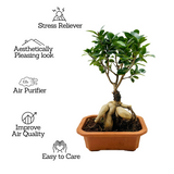 Bonsai Ficus (Grafted - Ficus retusa)- Live Plant in 16cm Pot (Home & Graden)