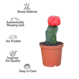 Moon Cactus Red (Gymnocalycium mihanovichii)- Live Plant (Home & Garden)