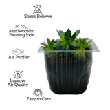 Lakshmi Kamal | Laxmi Kamal | sempervivum tectorum - Live Plant (Home & Garden)