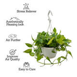 Green Money Plant Hanging With Pot