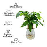 Pachira Money Plant Tree | Malabar Chestnut (Pachira aquatica)- Live Plant Selfwatering Pot (Home & Garden)