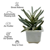 Senecio Wooly | Senecio Scaposus - Live Plant (Home & Garden)