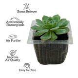 Echeveria Tippy Plant- Live Succulent Plant (Home & Garden)