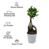 Bonsai Ficus (Grafted - Ficus retusa)- Live Plant in 10cm Pot (Home & Graden)