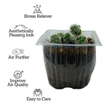 Thimble Cactus | Mammillaria Gracilis - Live Plant (Home & Garden)