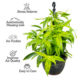 Dracaena Golden Milky / Milky Bamboo Hanging Plant With Pot