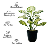 Aglaonema Super White - Live Plant (Home & Garden)