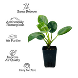 Philodendron Birkin / White Wave - Live Plant in 8.5cm Pot (Home & Graden)
