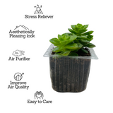 Echeveria Elegans Plant- Live Succulent Plant (Home & Garden)