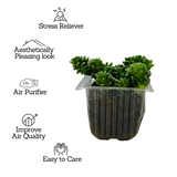 Cremnosedum ƒ??Little Gemƒ?? - Live Succulent Plant (Home & Garden)