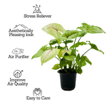 Syngonium Lemon (Syngonium Podophyllum) - Live Plant (Home & Graden)