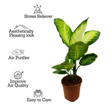 Dieffenbachia Maculata / Dumb Cane - Live Plant (Home & Graden)