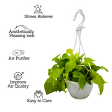 Philodendron Oxycardium Golden Plant With Hanging Pot
