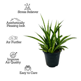 Sansevieria Sansiam Moto - Live Plant For Indoor (Home & Garden)