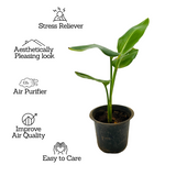 Bird Of Paradise Small (Strelitzia reginae)- Live Plant (Home & Garden)