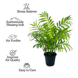Chamaedorea Palm (Chamaedorea seifrizii) - Live Plant For Indoor (Home & Garden)
