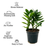 ZZ Plant Green (Zamioculcas zamiifolia) - Live Plant For Indoor (Home & Garden)