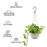 Money plant Scindapsus N' joy Pothos Hanging With Pot