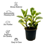 Peperomia Obtusifolia (Variegated)- Live Plant in 10cm pot For Indoor (Home & Garden)